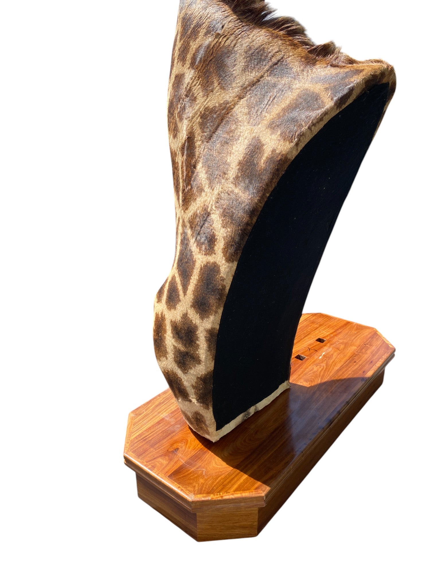 african taxidermy giraffe mount