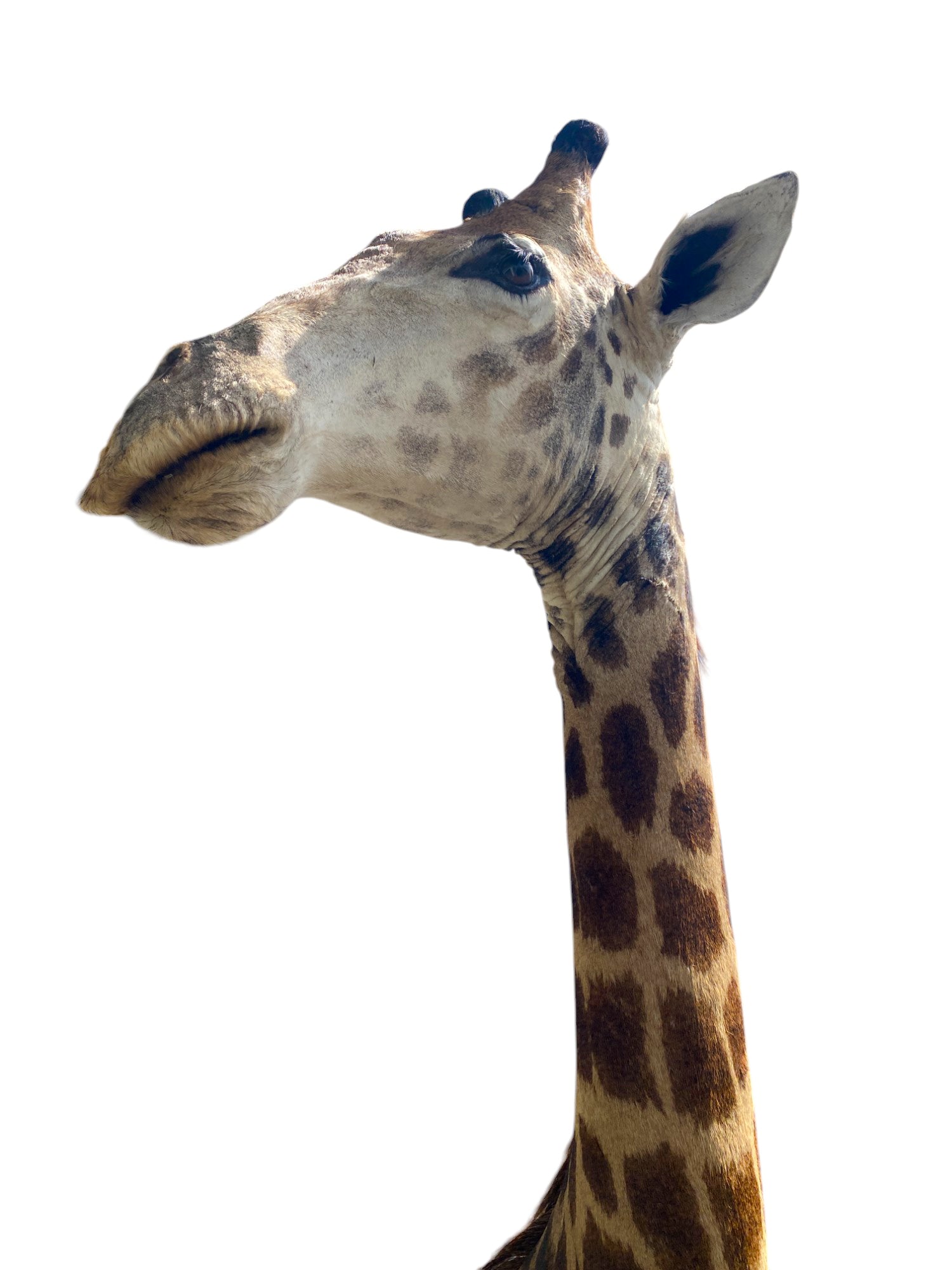 african taxidermy giraffe mount