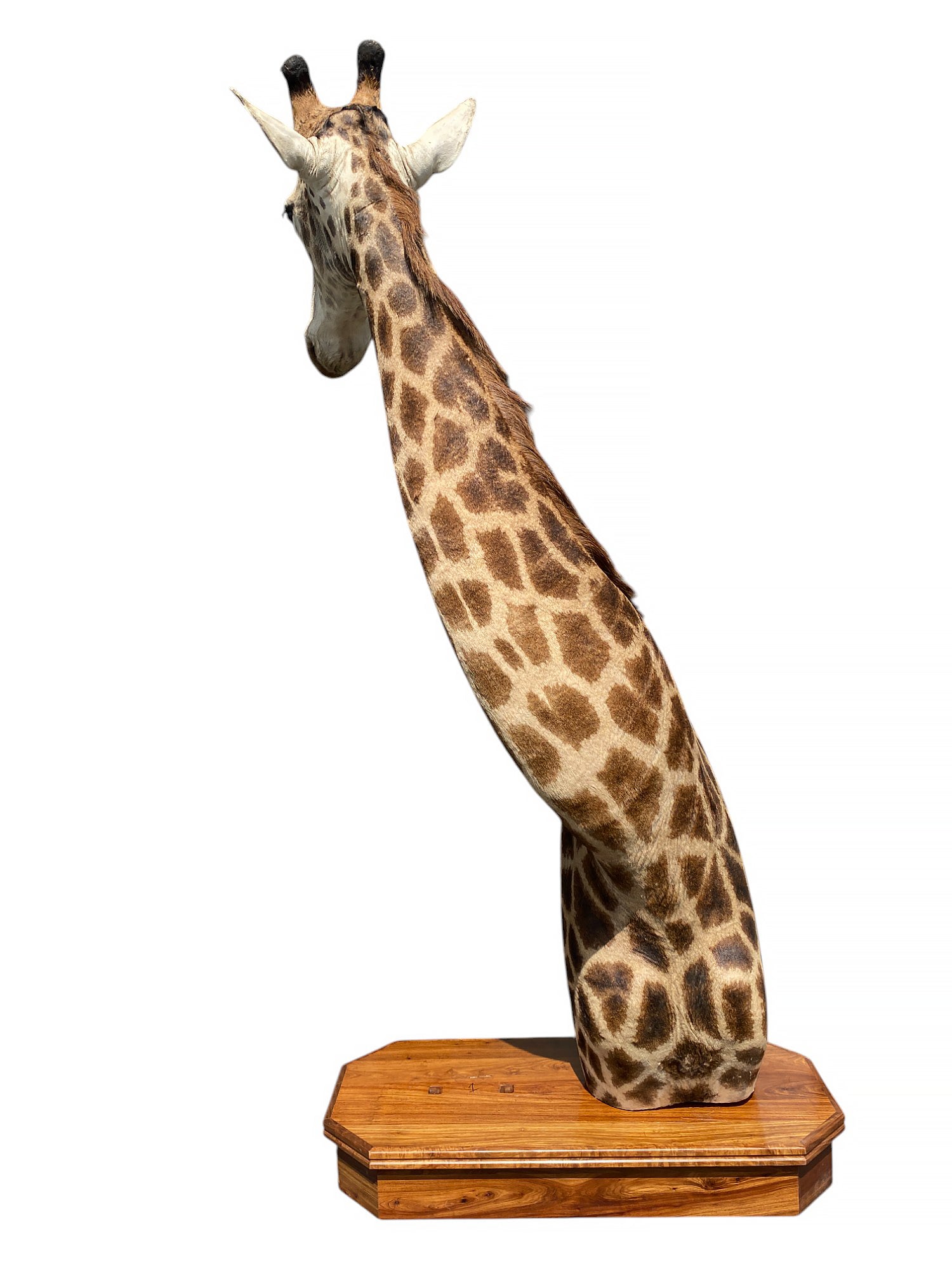 african taxidermy giraffe mount
