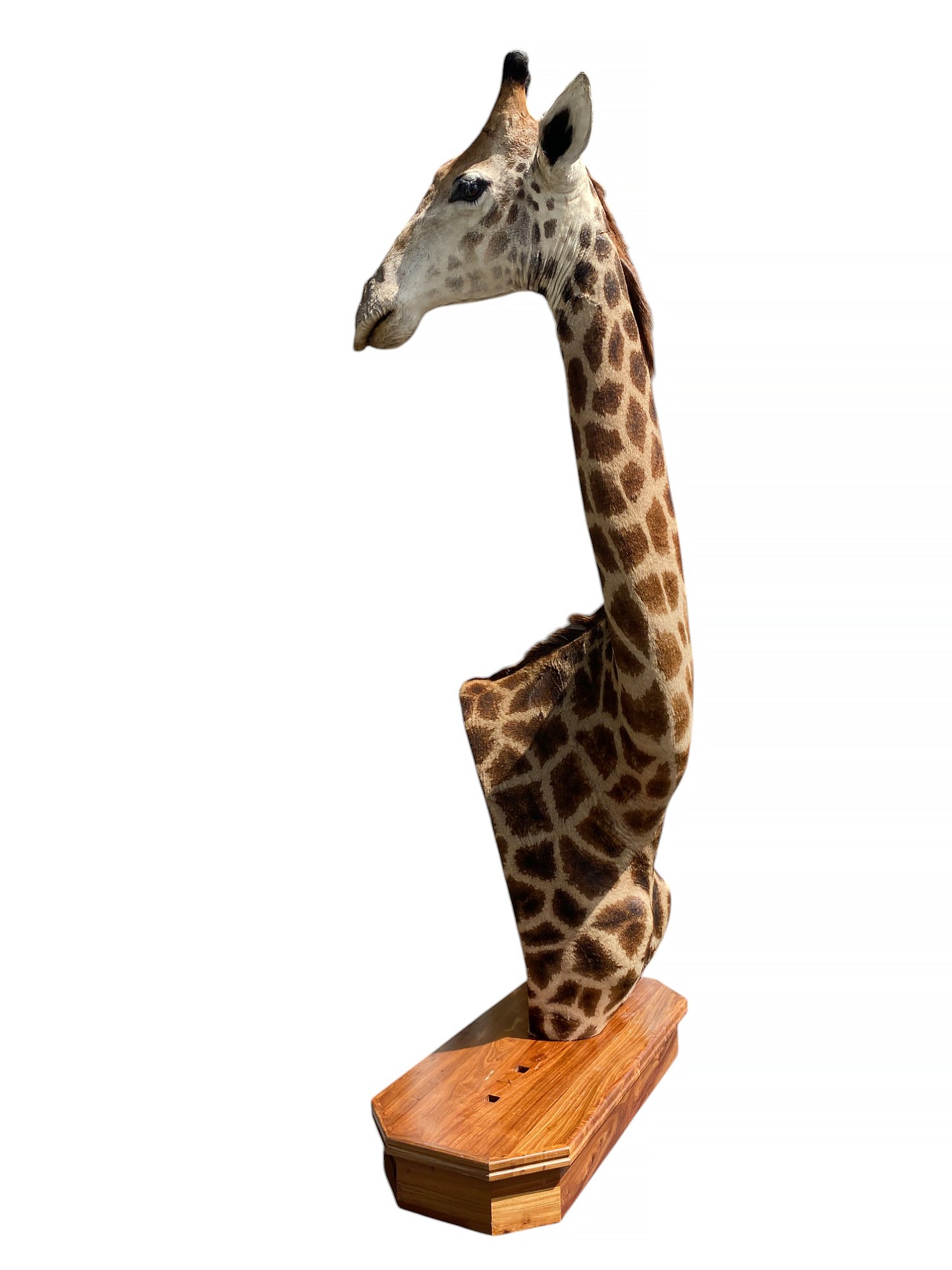 african taxidermy giraffe mount