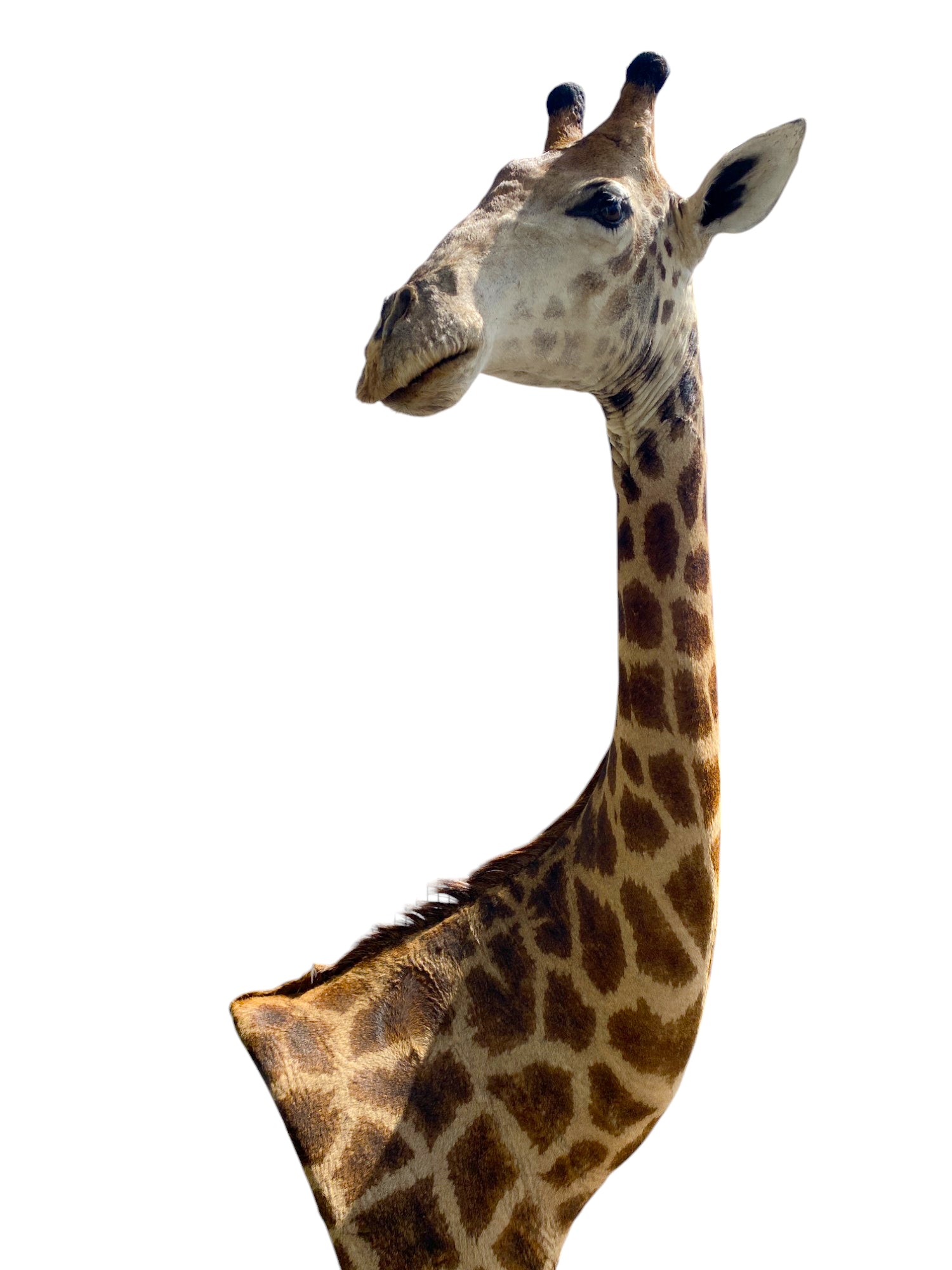 african taxidermy giraffe mount