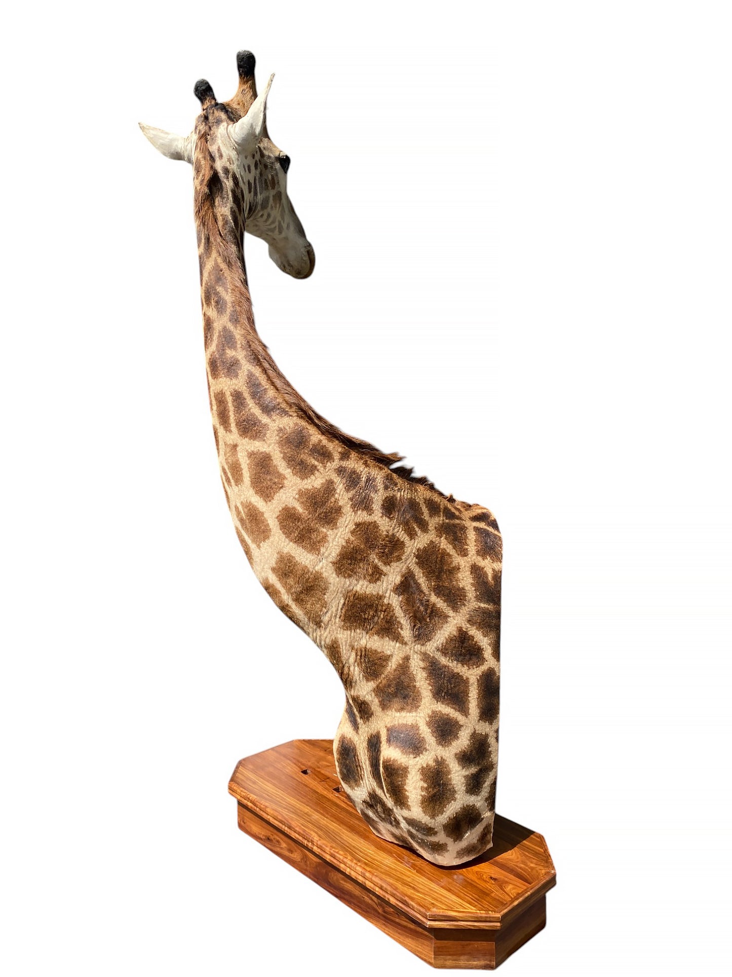 african taxidermy giraffe mount