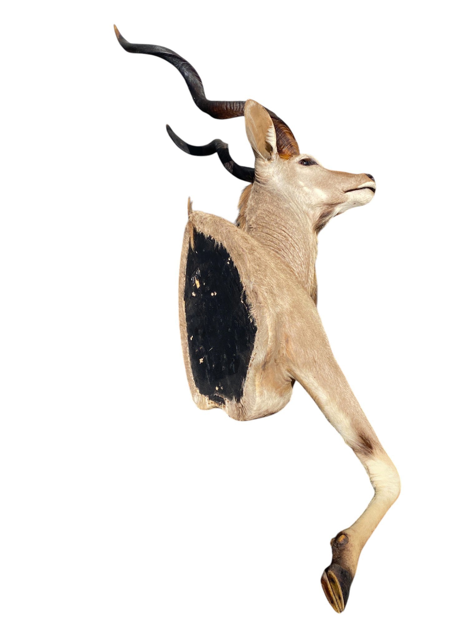 half mount kudu taxidermy mount
