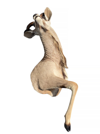 half mount kudu taxidermy mount