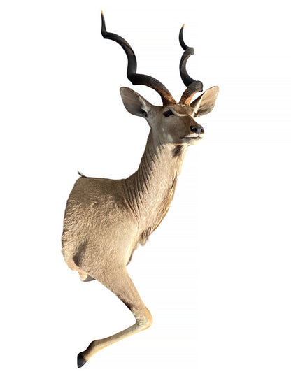 half mount kudu taxidermy mount