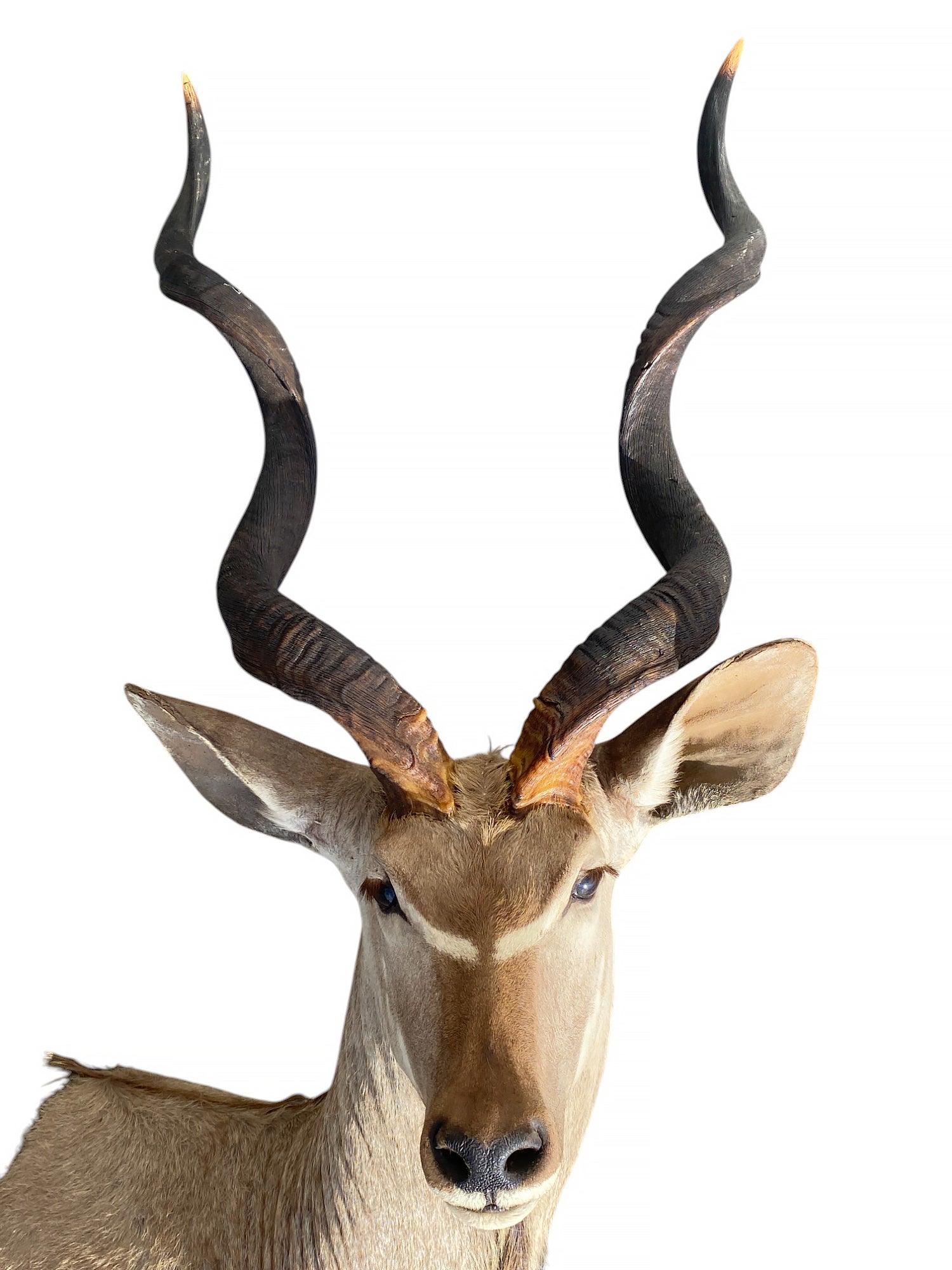 half mount kudu taxidermy mount