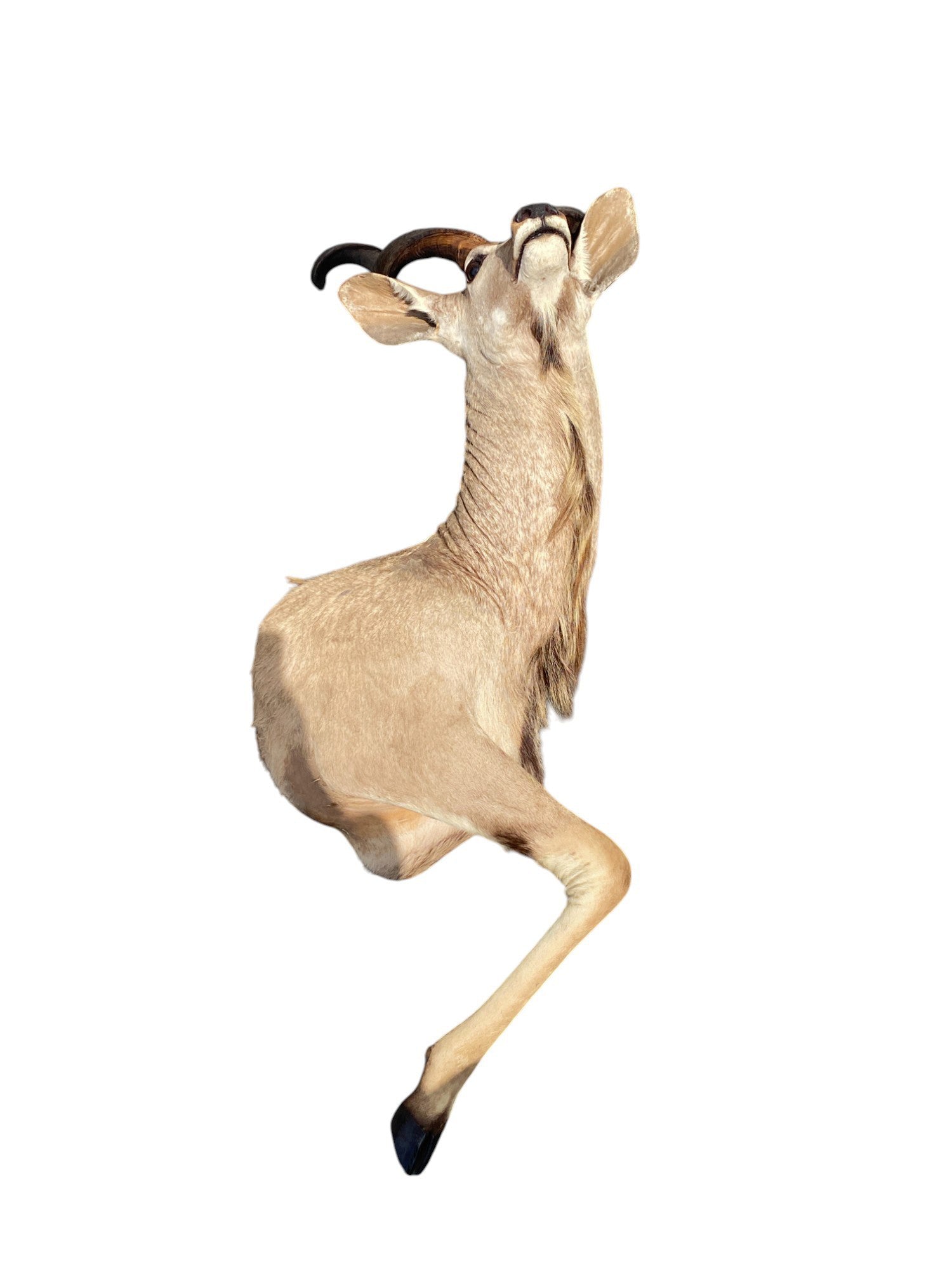 half mount kudu taxidermy mount