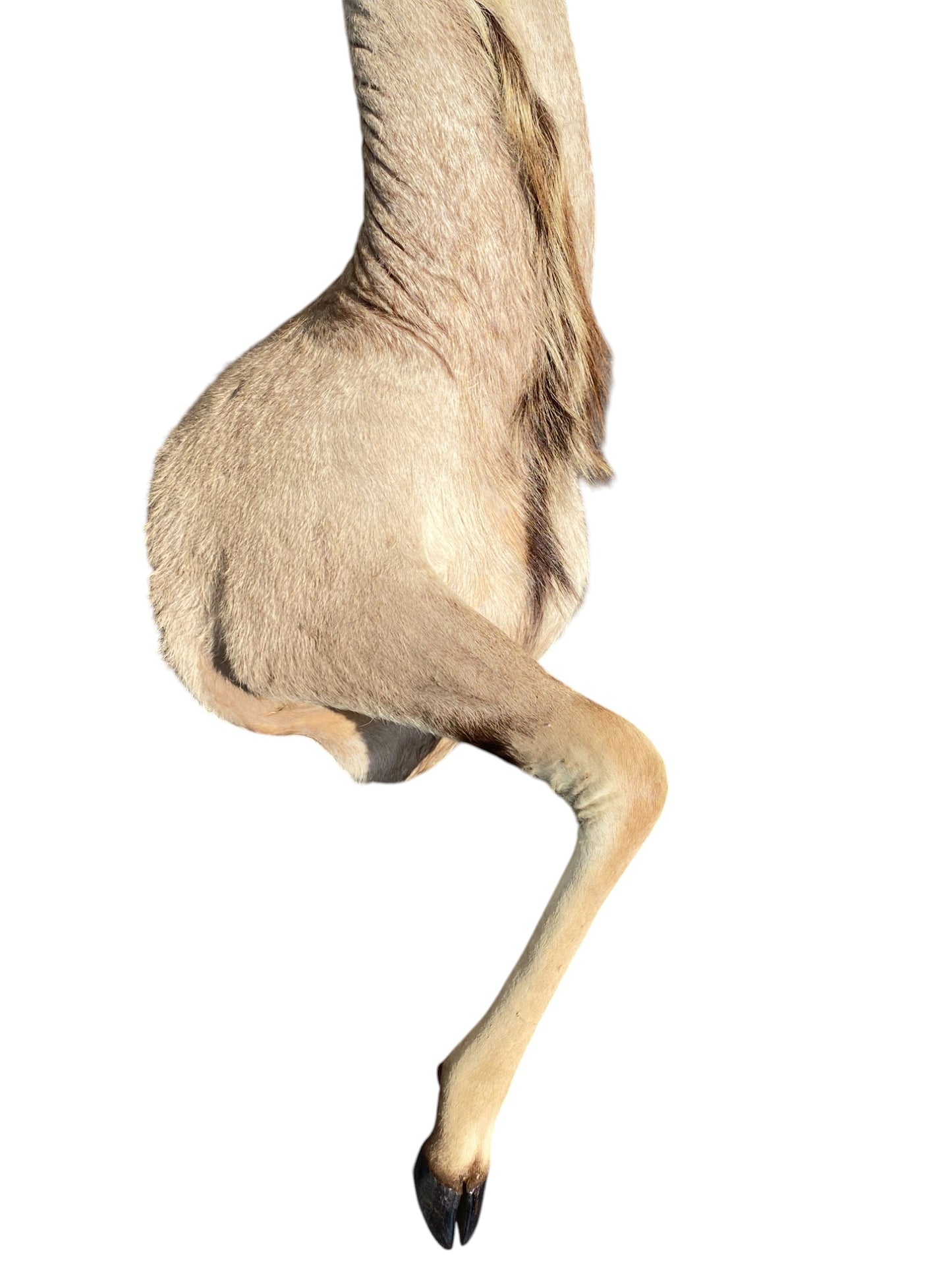 half mount kudu taxidermy mount