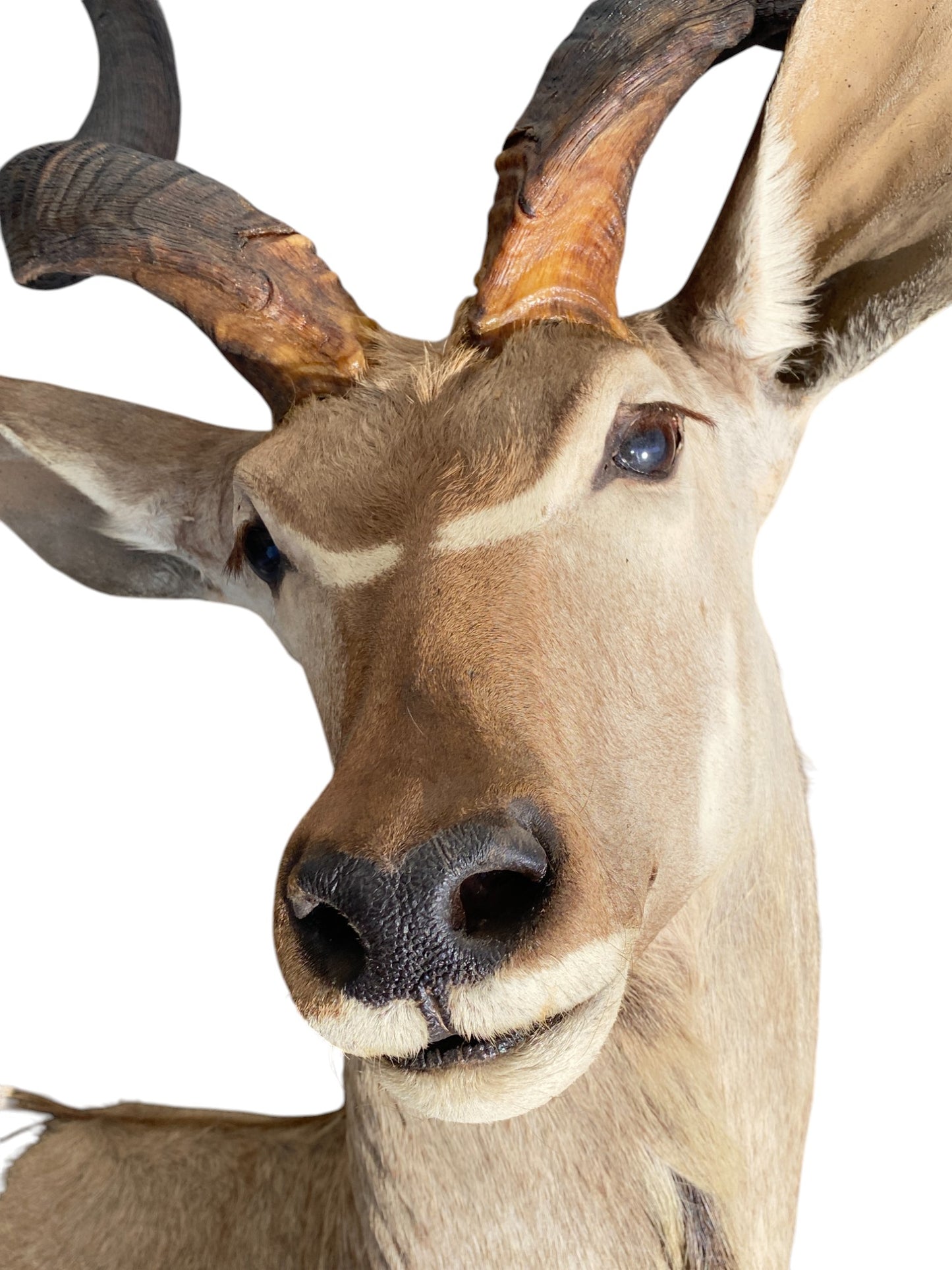 half mount kudu taxidermy mount