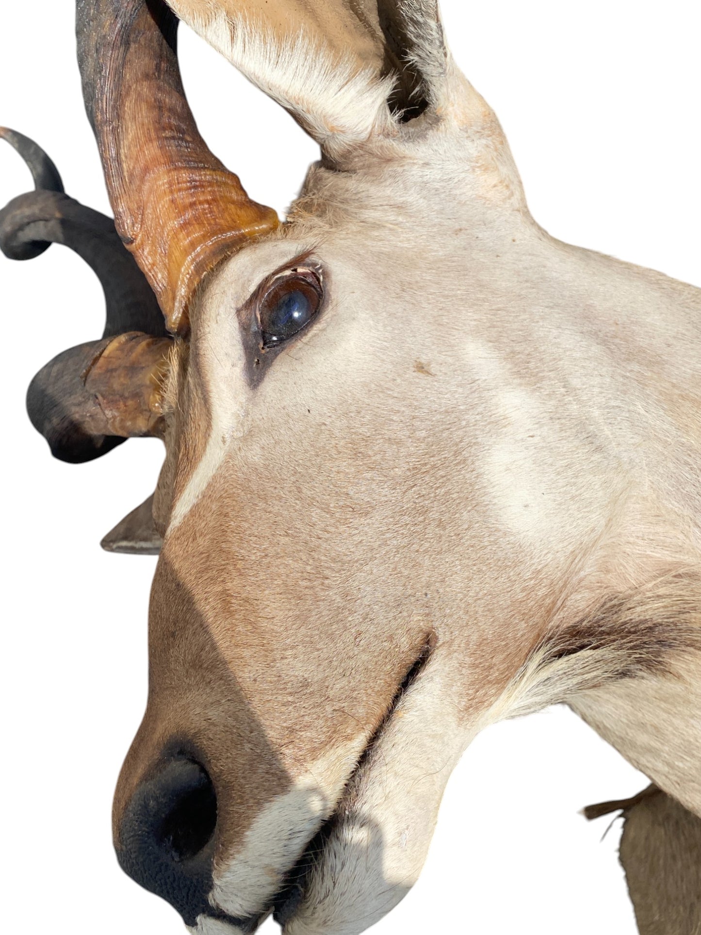 half mount kudu taxidermy mount