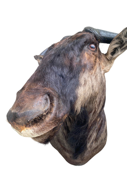 Blue Wildebeest Shoulder Mount