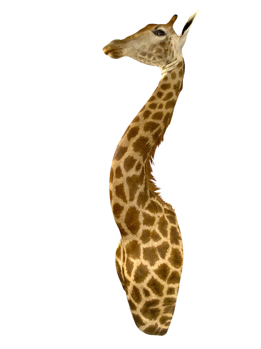 Taxidermy African Giraffe Shoulder Mount