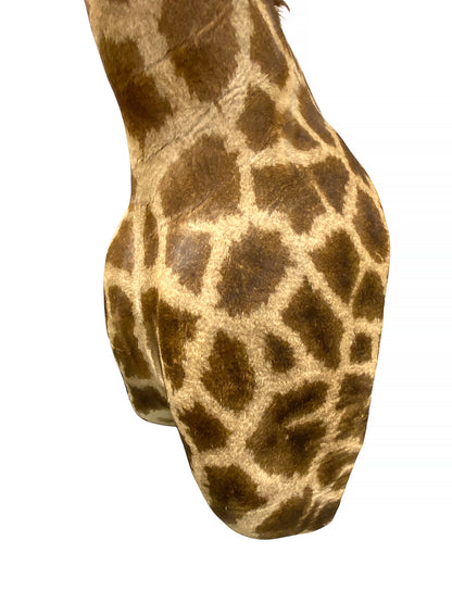 Taxidermy African Giraffe Shoulder Mount