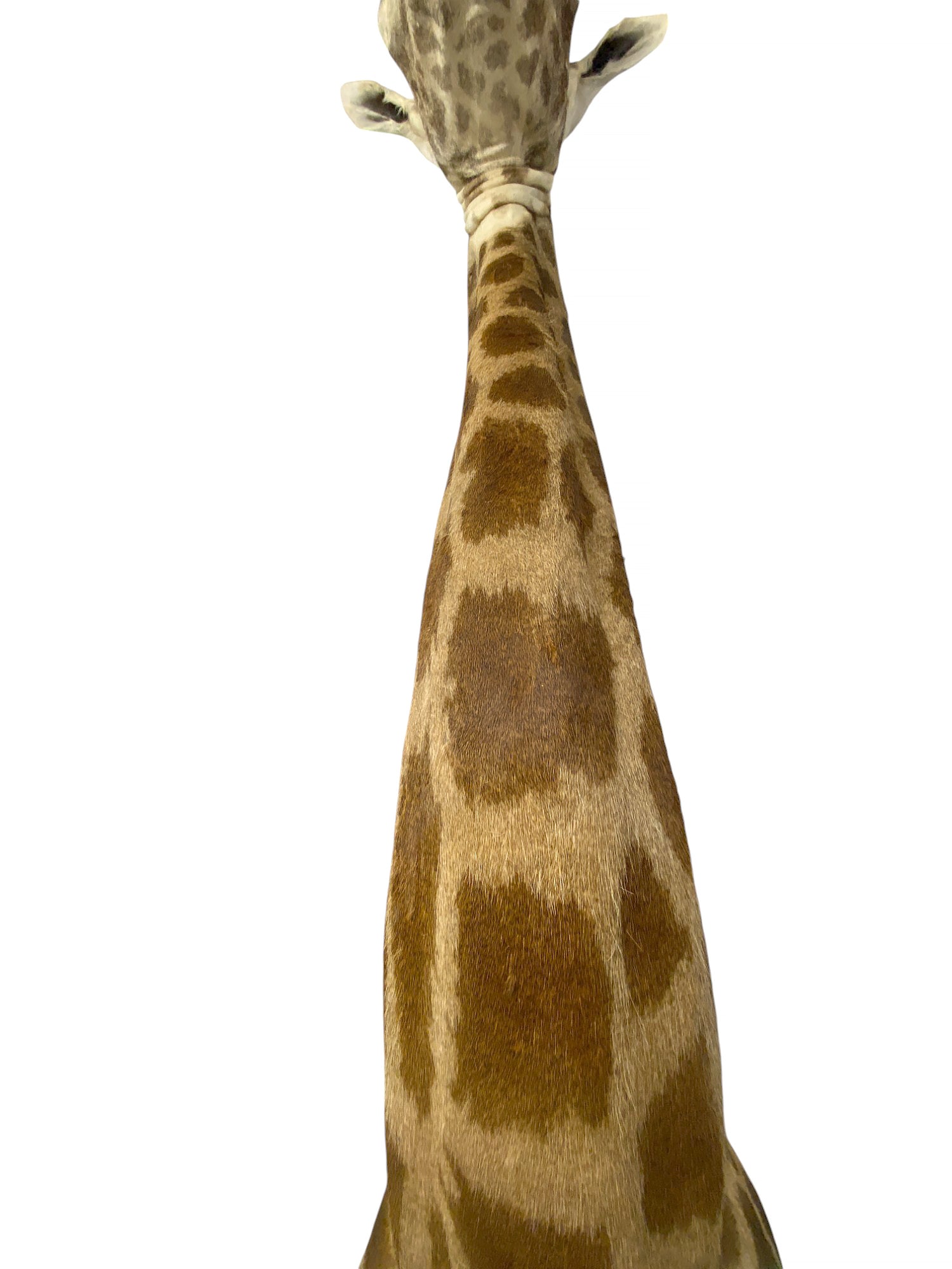 Taxidermy African Giraffe Shoulder Mount