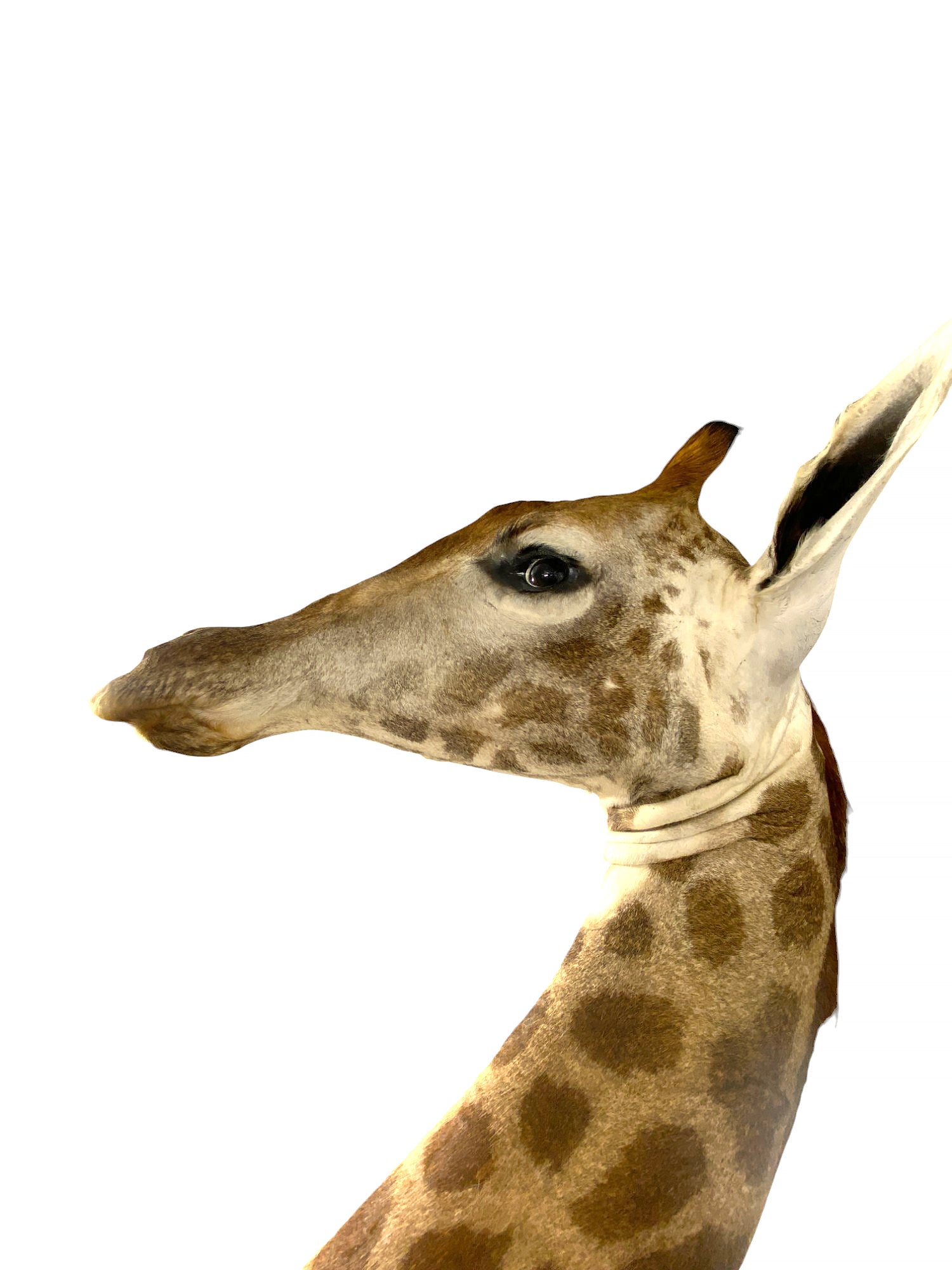 Taxidermy African Giraffe Shoulder Mount