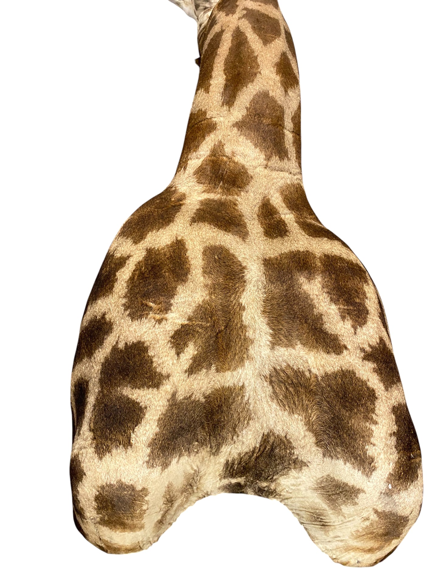 Taxidermy African Giraffe Shoulder Mount