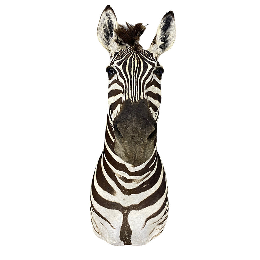 African Zebra Shoulder Mount Taxidermy