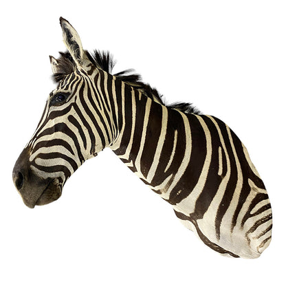 African Zebra Shoulder Mount Taxidermy