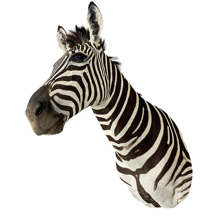 African Zebra Shoulder Mount Taxidermy