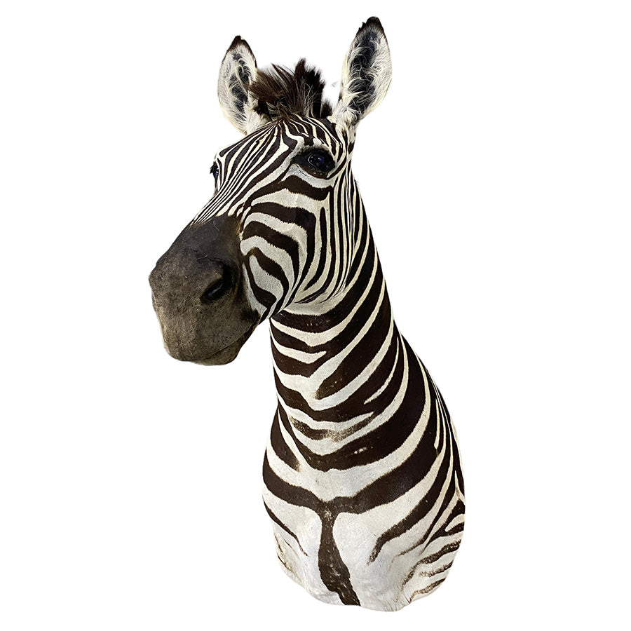 African Zebra Shoulder Mount Taxidermy