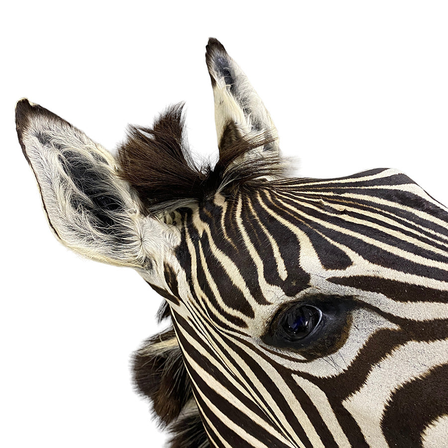 African Zebra Shoulder Mount Taxidermy