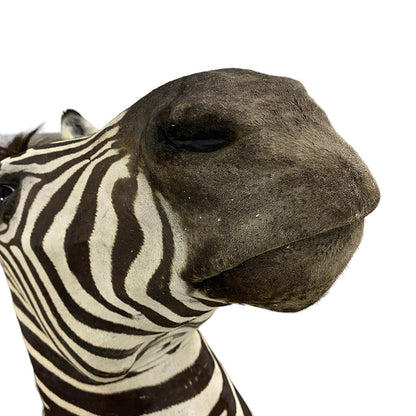 African Zebra Shoulder Mount Taxidermy