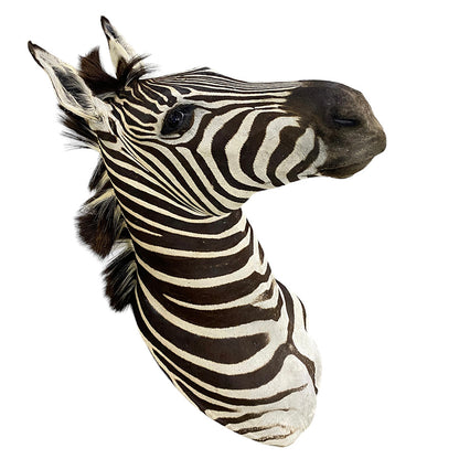 African Zebra Shoulder Mount Taxidermy