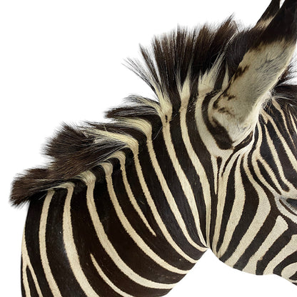 African Zebra Shoulder Mount Taxidermy