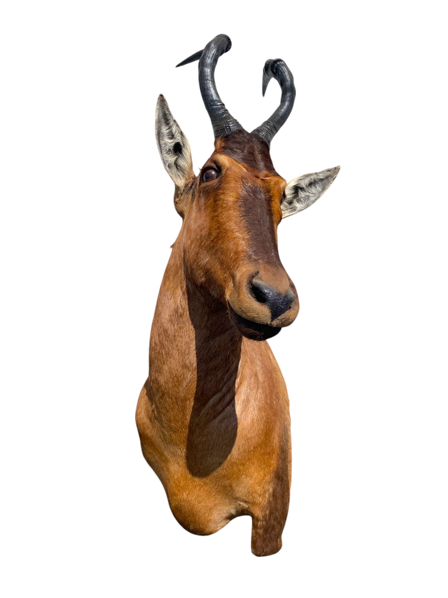 red hartebeest African shoulder mount