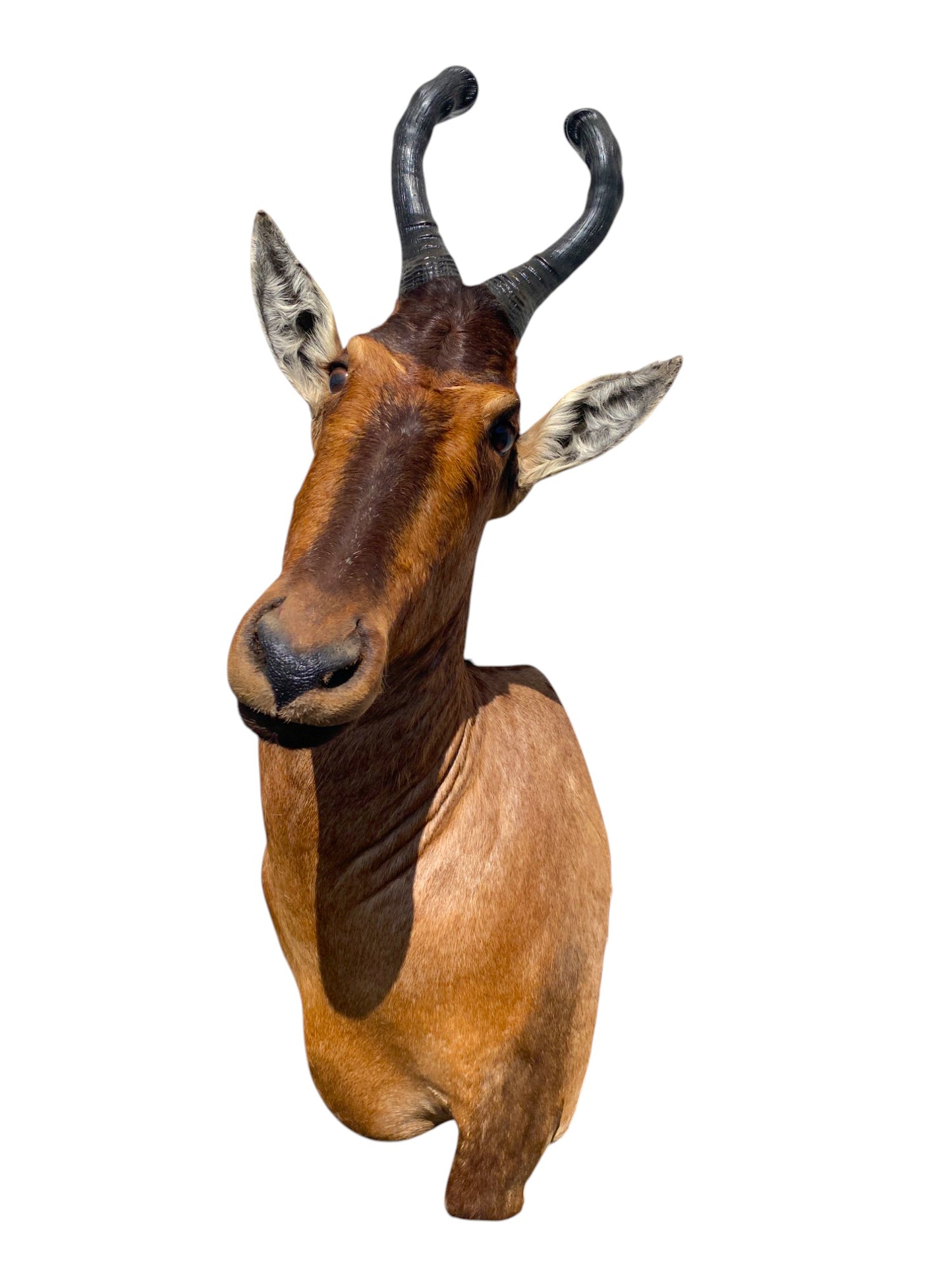 red hartebeest African shoulder mount