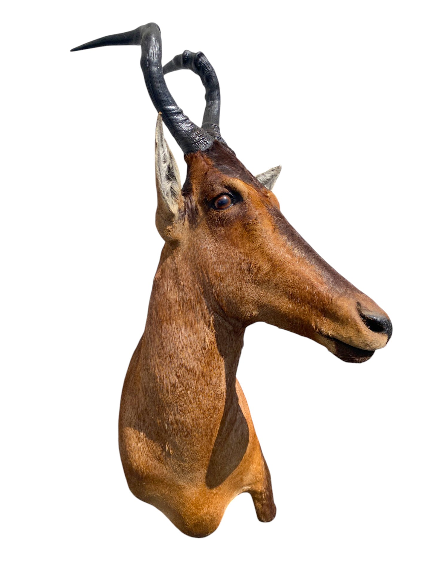 red hartebeest African shoulder mount