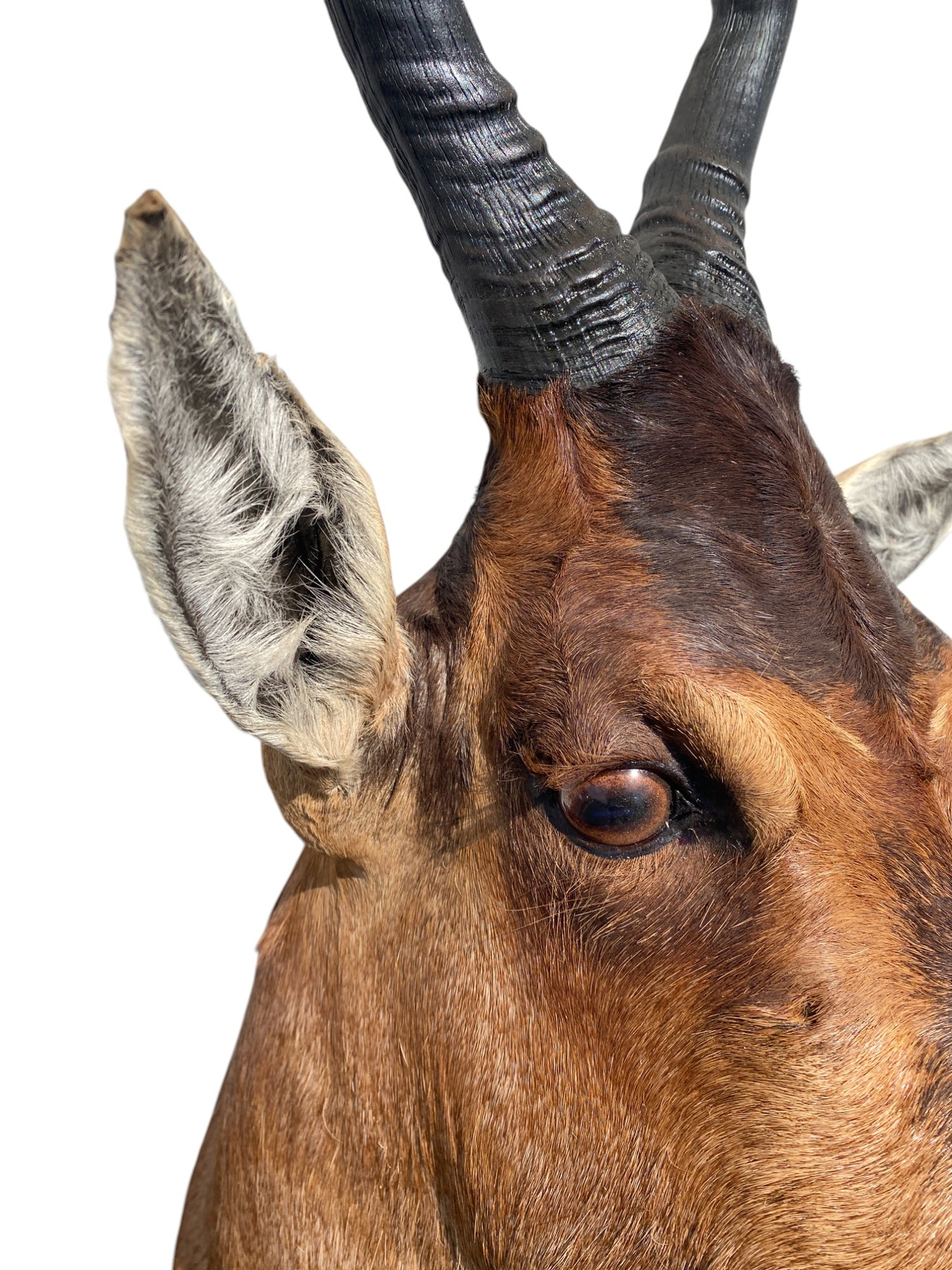 red hartebeest African shoulder mount