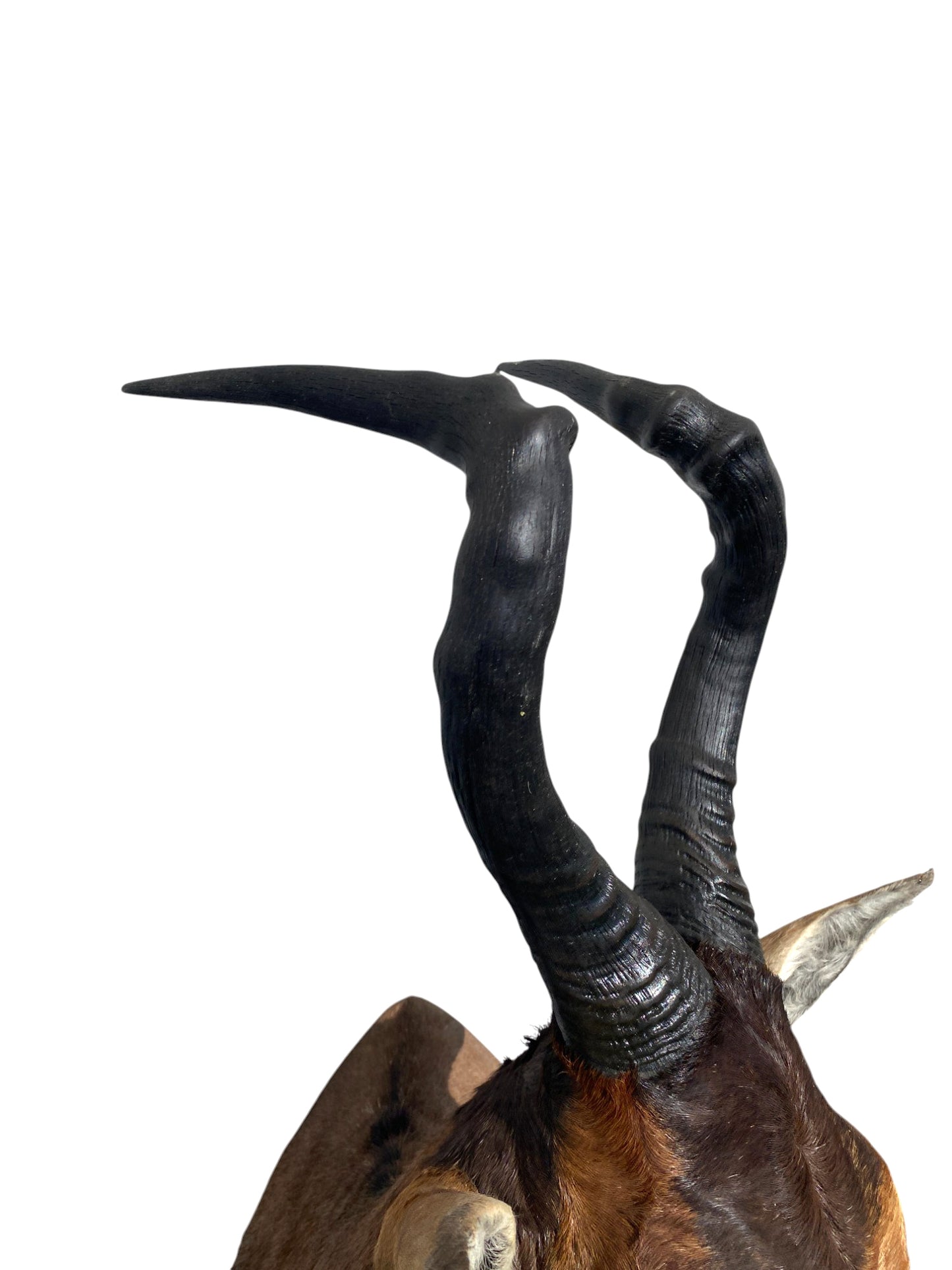 red hartebeest African shoulder mount