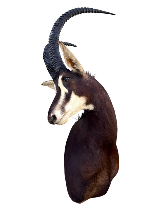 African Sable Taxidermy Mount