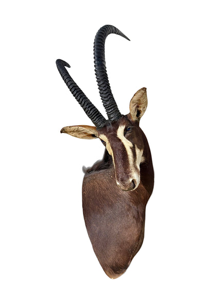 African Sable Taxidermy Mount