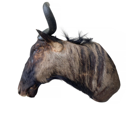 Blue Wildebeest Shoulder Mount