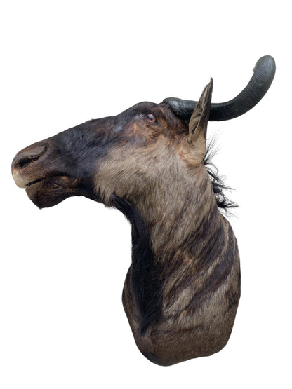 Blue Wildebeest Shoulder Mount