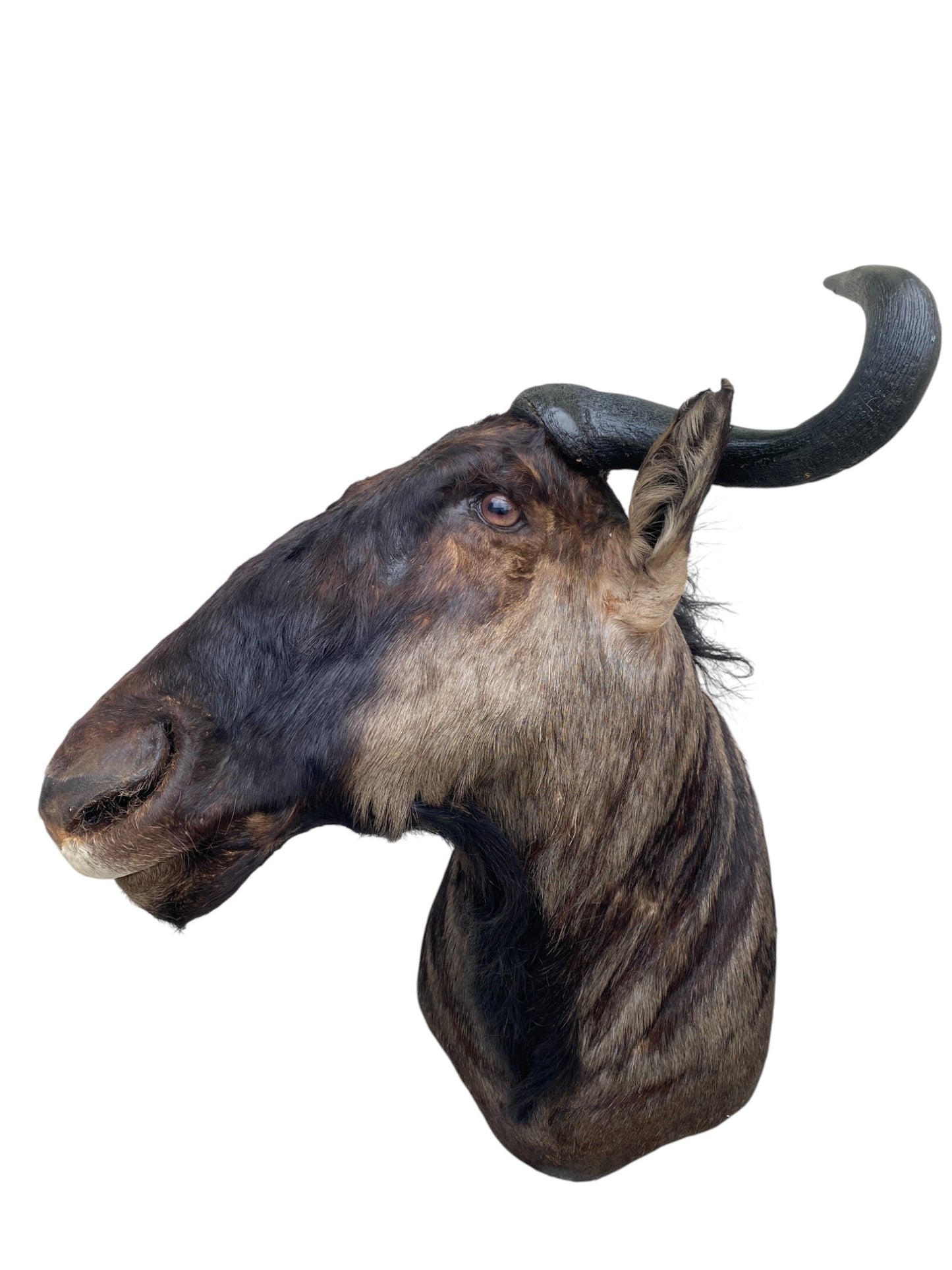 Blue Wildebeest Shoulder Mount