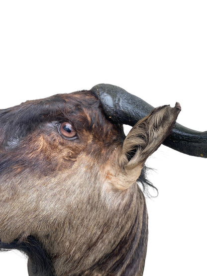 Blue Wildebeest Shoulder Mount