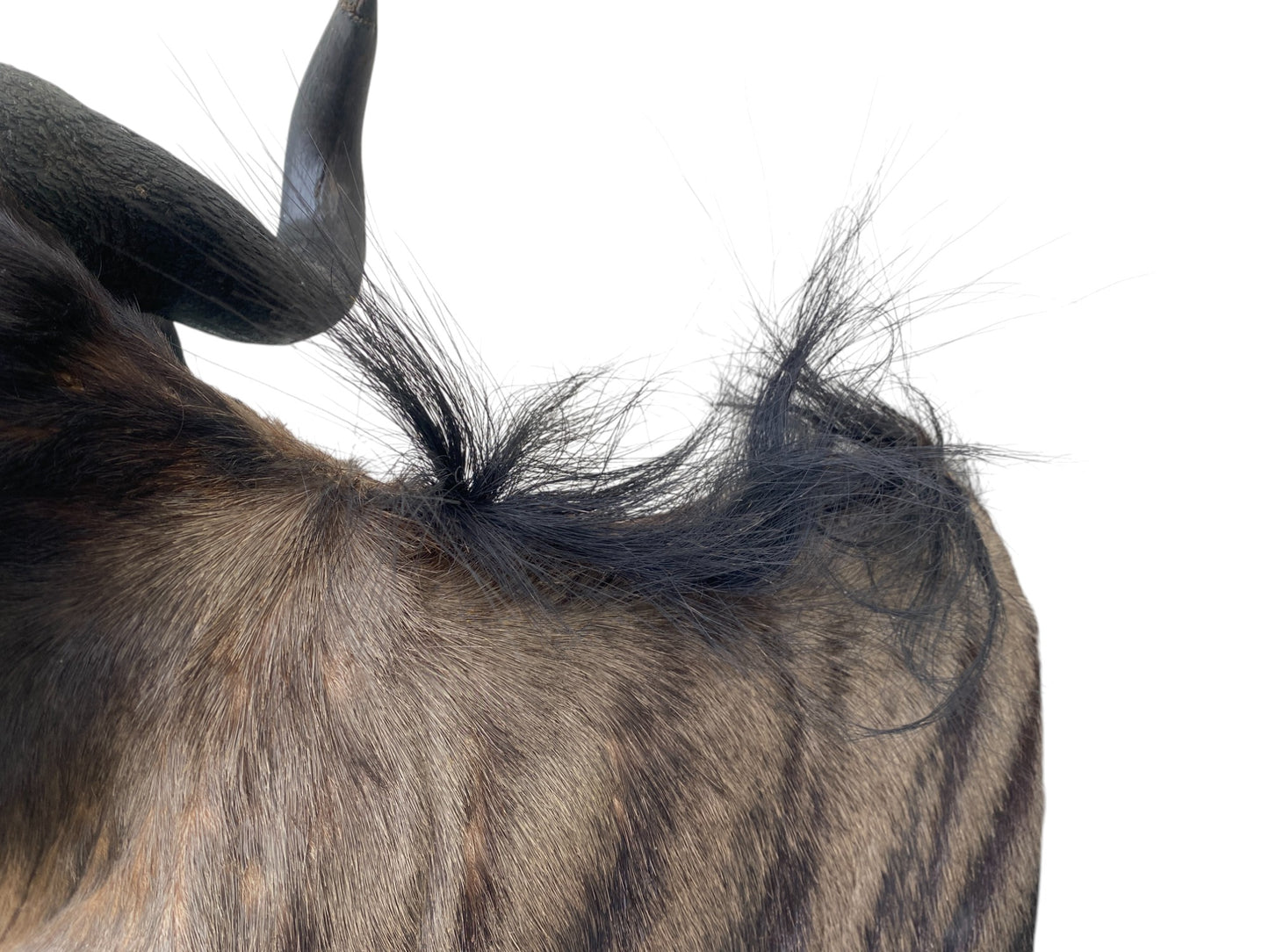 Blue Wildebeest Shoulder Mount