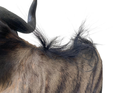 Blue Wildebeest Shoulder Mount