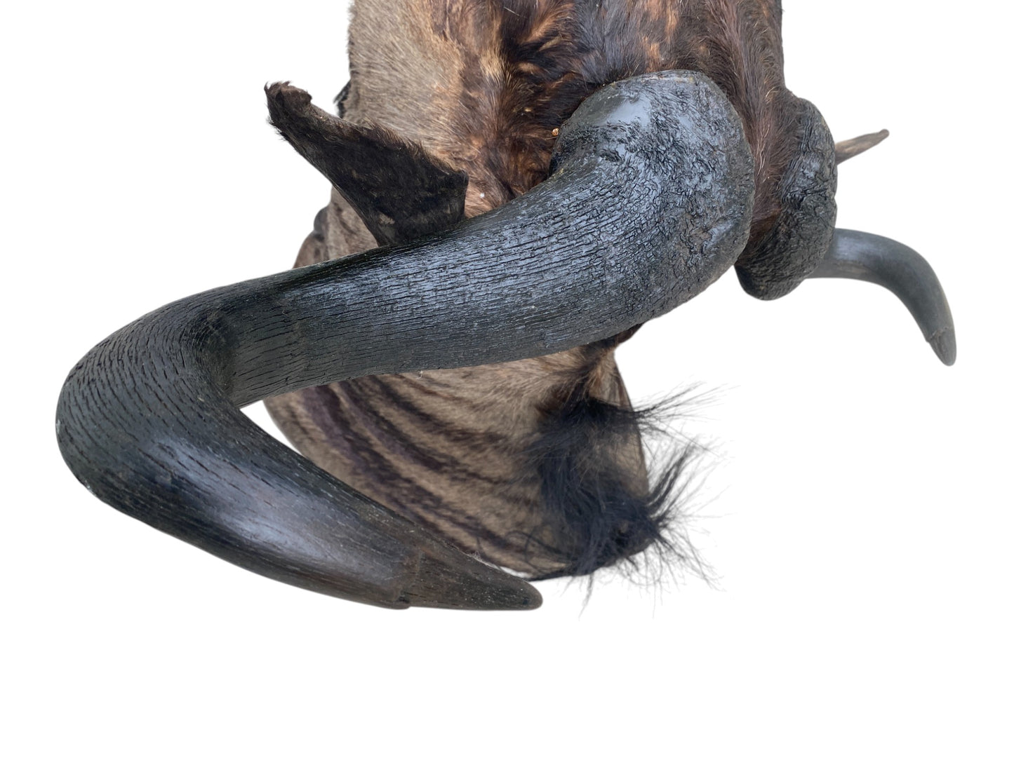 Blue Wildebeest Shoulder Mount