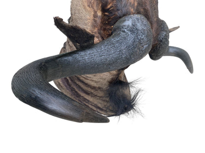 Blue Wildebeest Shoulder Mount
