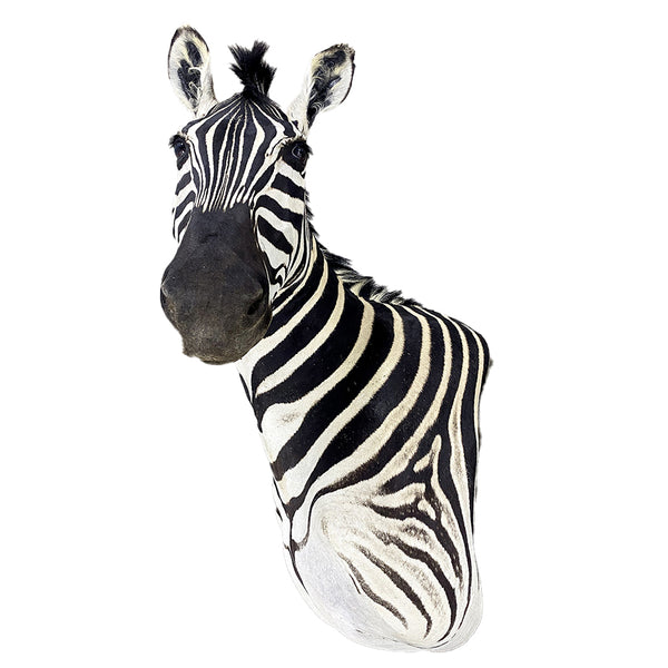 zebra shoulder mount taxidermy