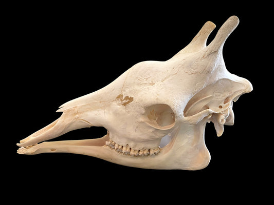 Genuine African Giraffe Skull