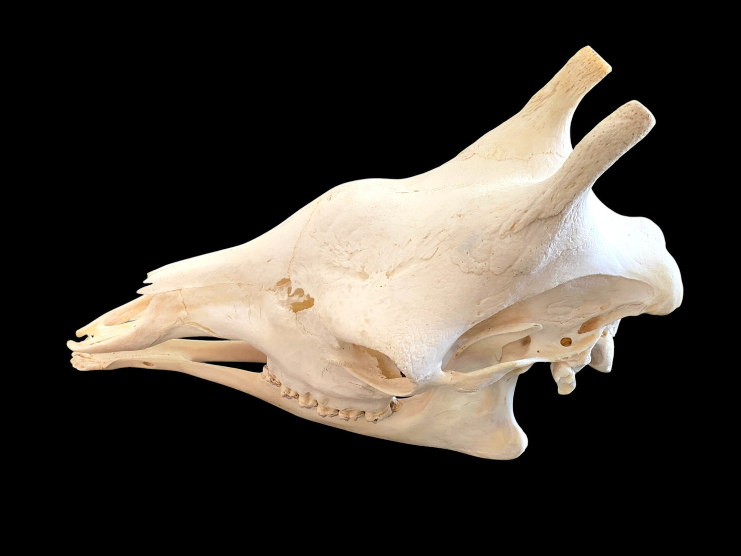 Genuine African Giraffe Skull