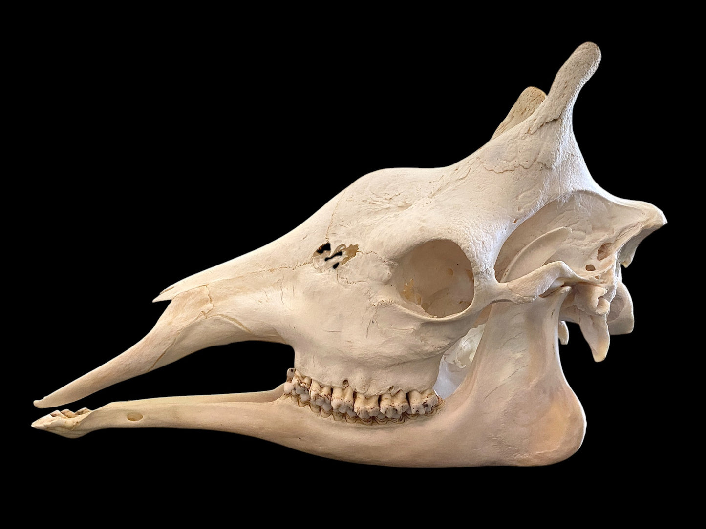 Genuine African Giraffe Skull