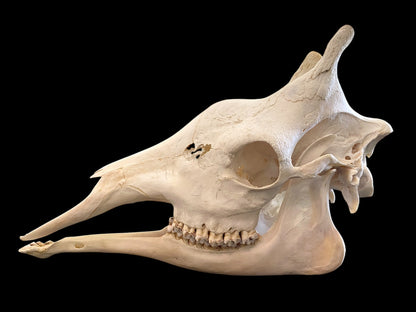 Genuine African Giraffe Skull