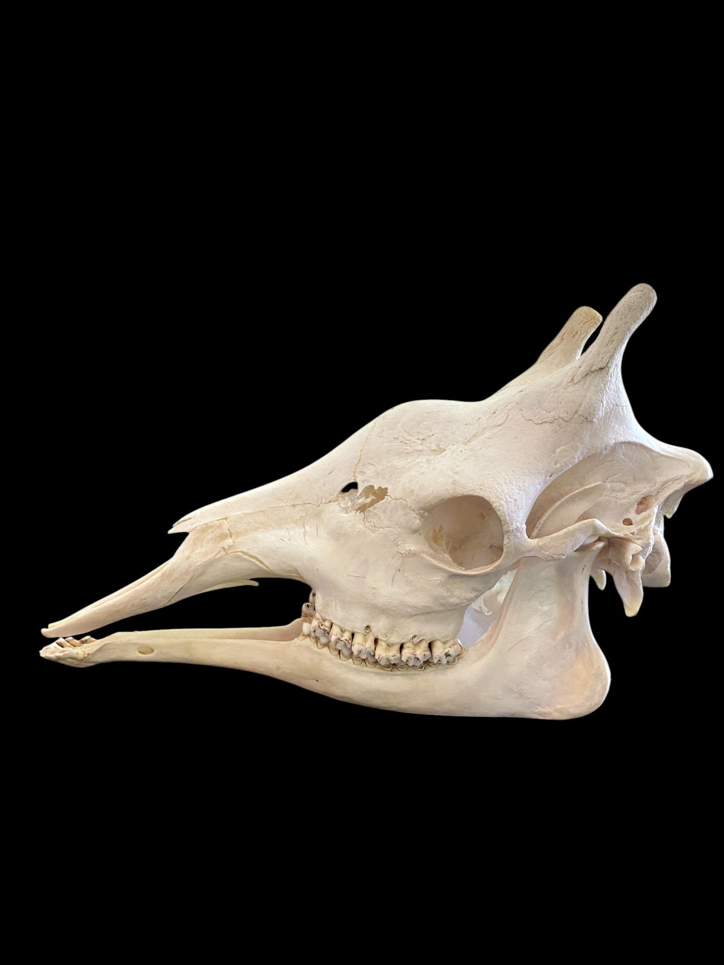 Genuine African Giraffe Skull