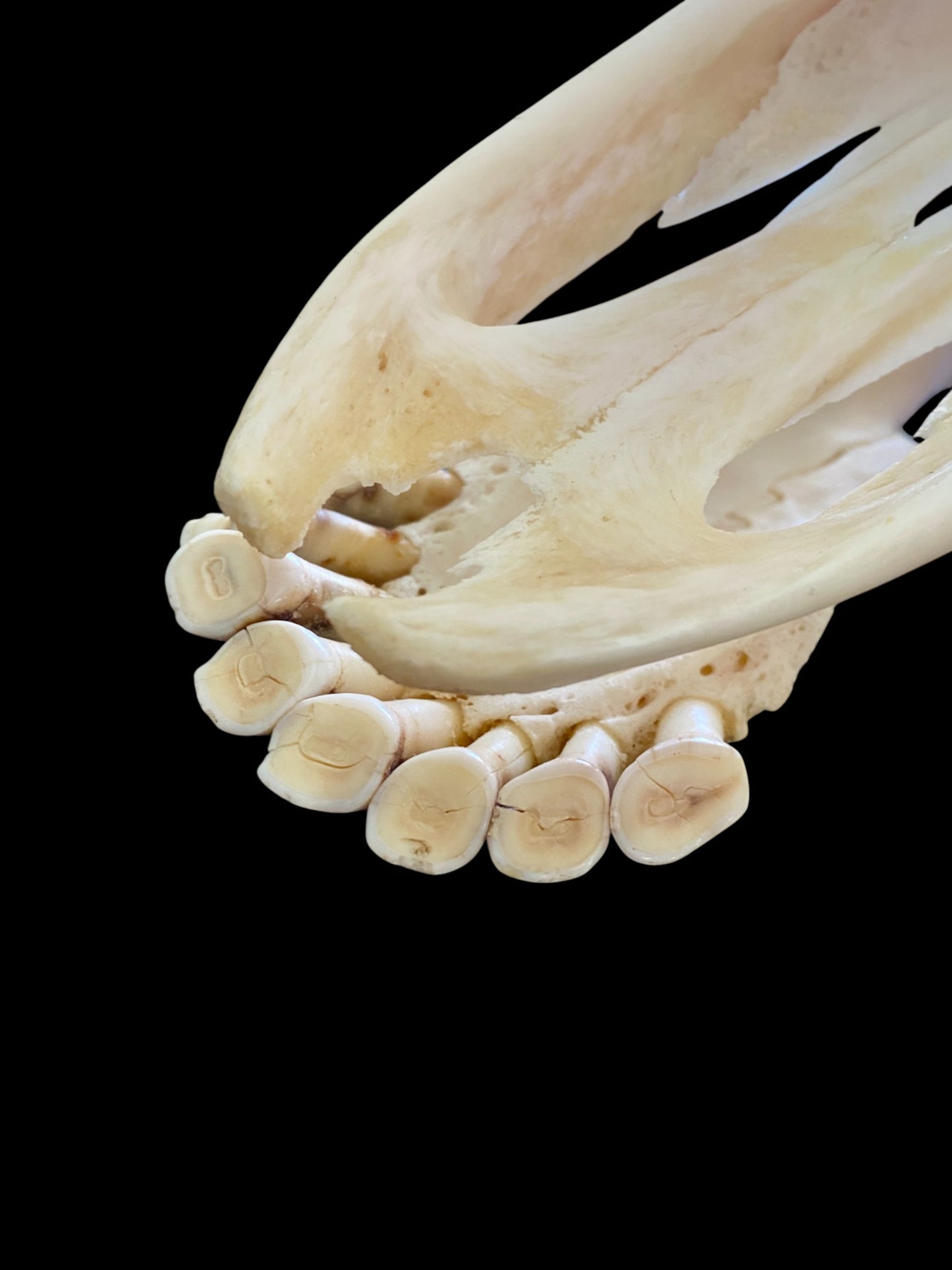 Genuine African Giraffe Skull